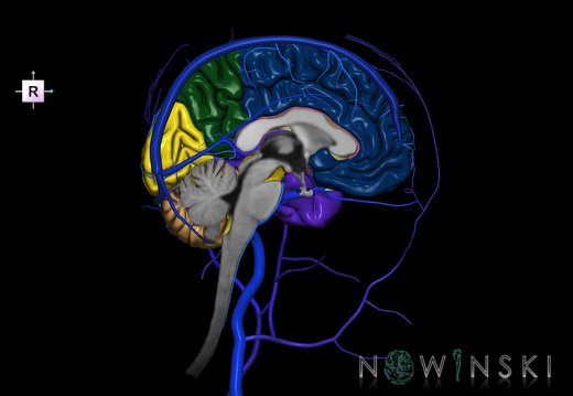 G3.T1.2-16.2-18.3.V4.C2.L0.CNS–Intracranial venous system–Extracranial veins.Left