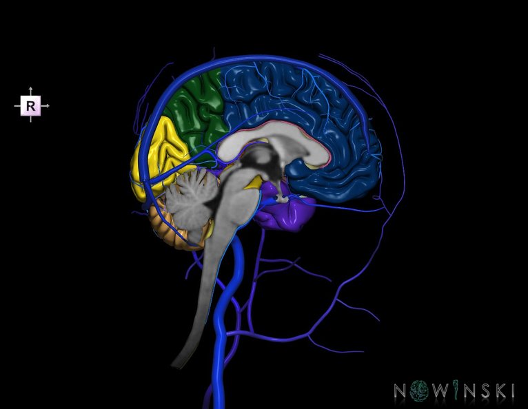 G3.T1.2-16.2-18.3.V4.C2.L0.CNS–Intracranial_venous_system–Extracranial_veins.Left.tiff