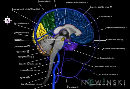 G3.T1.2-16.2-18.3.V4.C2.L1.CNS–Intracranial venous system–Extracranial veins.Left