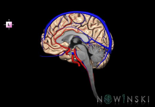 G3.T1.3-15.4-16.3.V2.C1.L0.CNS–Intracranial arteries–Intracranial venous system.Right