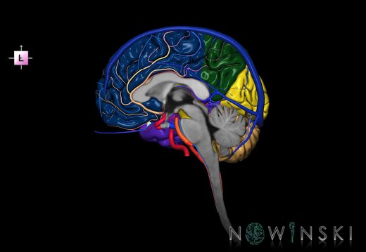 G3.T1.3-15.4-16.3.V2.C2.L0.CNS–Intracranial arteries–Intracranial venous system.Right