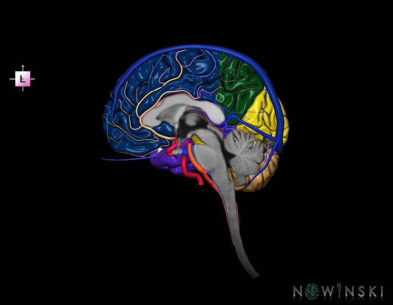 G3.T1.3-15.4-16.3.V2.C2.L0.CNS–Intracranial_arteries–Intracranial_venous_system.Right.tiff