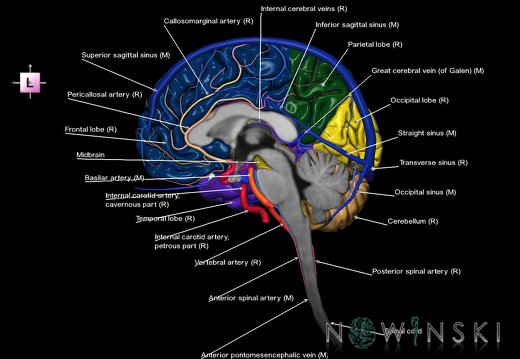 G3T1.3-15.4-16.3.CNS-IntracranialArteries-IntracranialVenousSystem.Right