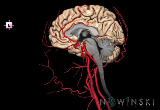 G3T1.3-15.4-17.4.CNS-IntracranialArteries-ExtracranialArteries.Right