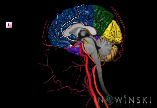 G3.T1.3-15.4-17.4.V2.C2.L0.CNS–Intracranial arteries–Extracranial arteries.Right