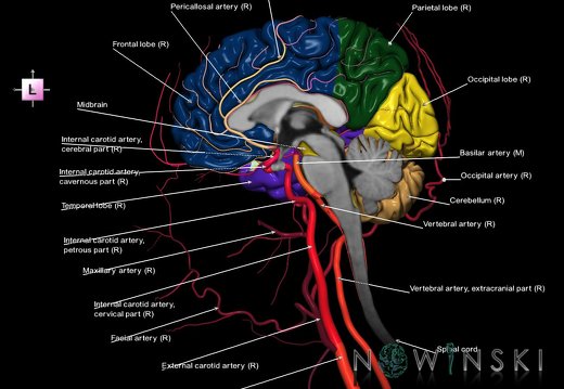 G3.T1.3-15.4-17.4.V2.C2.L1.CNS–Intracranial arteries–Extracranial arteries.Right