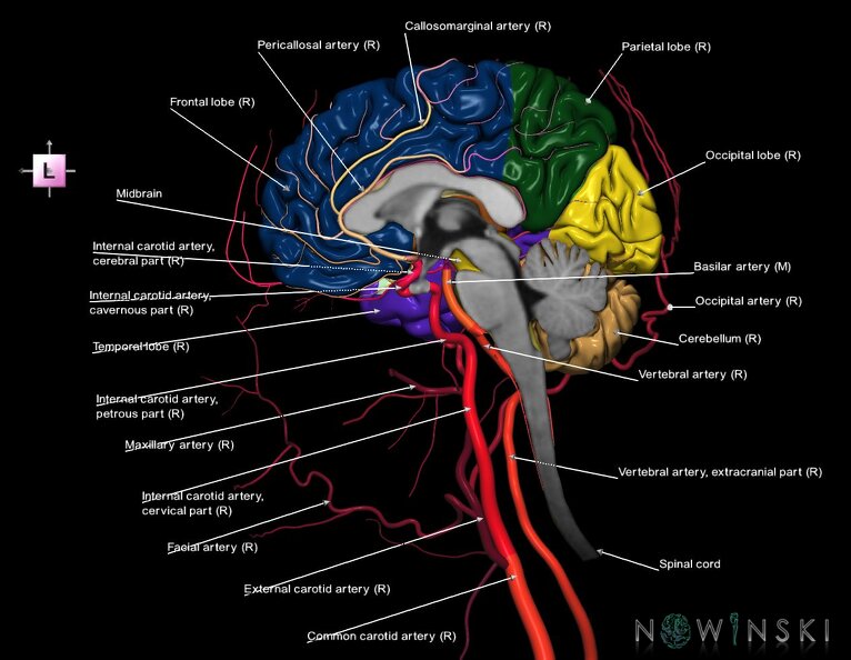 G3.T1.3-15.4-17.4.V2.C2.L1.CNS–Intracranial_arteries–Extracranial_arteries.Right.tiff