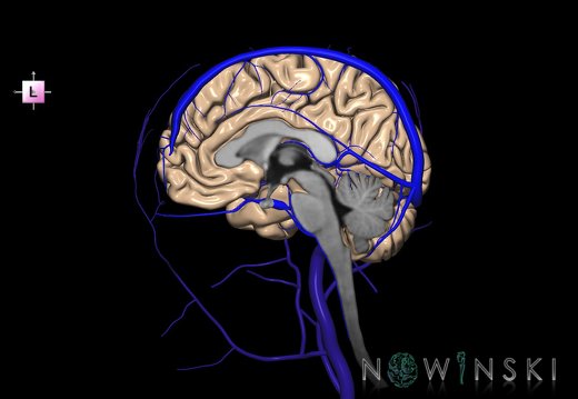 G3.T1.3-16.3-18.4.V2.C1.L0.CNS–Intracranial venous system–Extracranial veins.Right