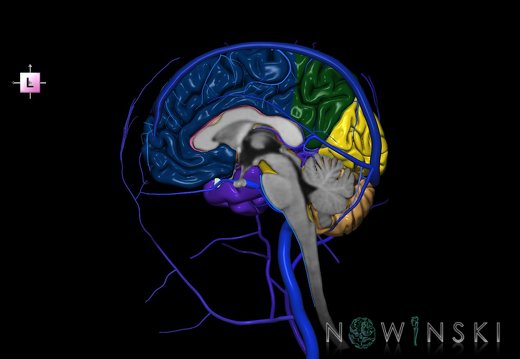 G3.T1.3-16.3-18.4.V2.C2.L0.CNS–Intracranial venous system–Extracranial veins.Right