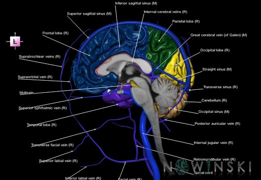 G3.T1.3-16.3-18.4.V2.C2.L1.CNS–Intracranial venous system–Extracranial veins.Right