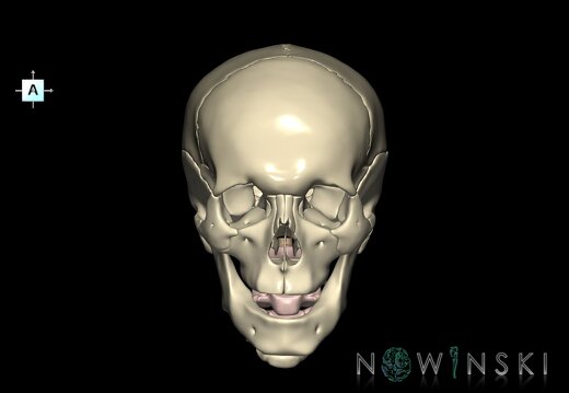 G3.T10-22.1-23.V1.C1.L0.Cervical spinal cord–Skull–Cervical spine