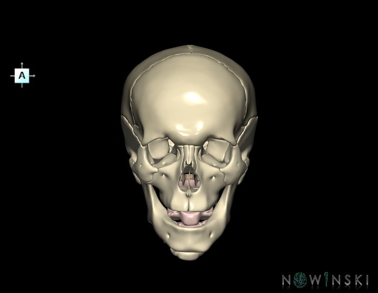 G3.T10-22.1-23.V1.C1.L0.Cervical_spinal_cord–Skull–Cervical_spine.tiff