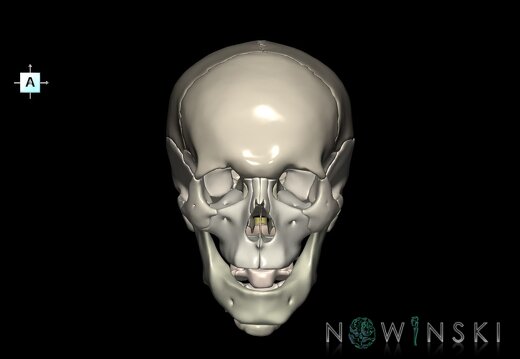 G3.T10-22.1-23.V1.C2.L0.Cervical spinal cord–Skull–Cervical spine