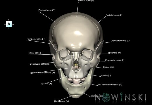 G3.T10-22.1-23.V1.C2.L1.Cervical spinal cord–Skull–Cervical spine