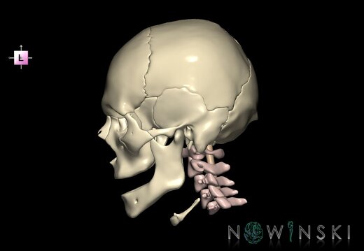 G3.T10-22.1-23.V2.C1.L0.Cervical spinal cord–Skull–Cervical spine
