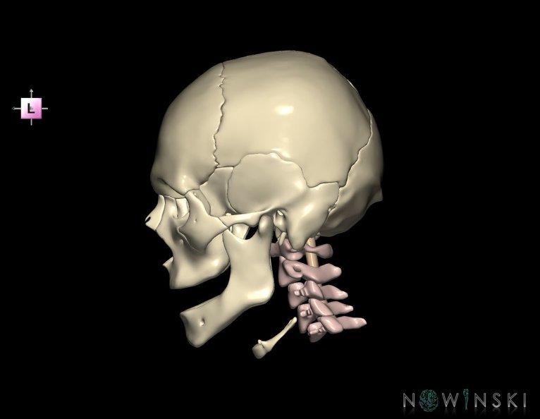 G3.T10-22.1-23.V2.C1.L0.Cervical_spinal_cord–Skull–Cervical_spine.tiff