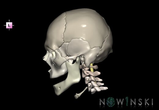 G3.T10-22.1-23.V2.C2.L0.Cervical spinal cord–Skull–Cervical spine