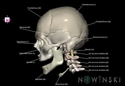 G3.T10-22.1-23.V2.C2.L1.Cervical spinal cord–Skull–Cervical spine