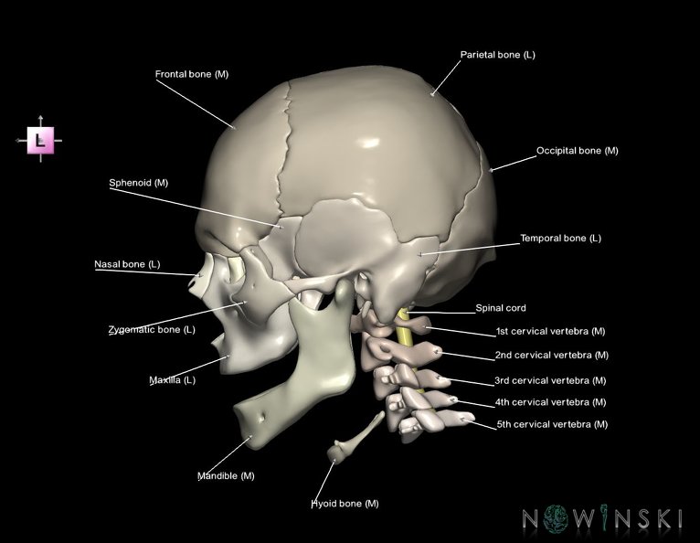 G3.T10-22.1-23.V2.C2.L1.Cervical_spinal_cord–Skull–Cervical_spine.tiff