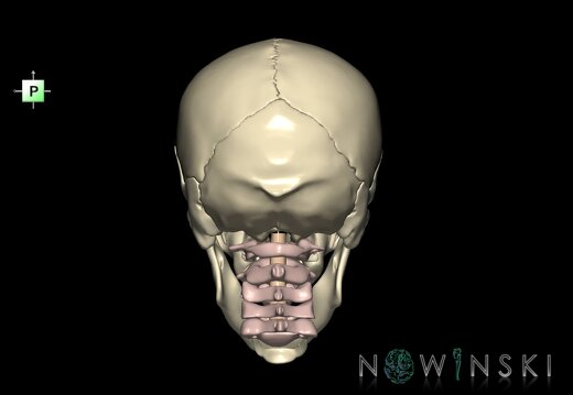 G3.T10-22.1-23.V3.C1.L0.Cervical spinal cord–Skull–Cervical spine