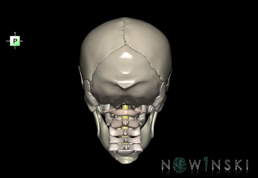 G3.T10-22.1-23.V3.C2.L0.Cervical spinal cord–Skull–Cervical spine