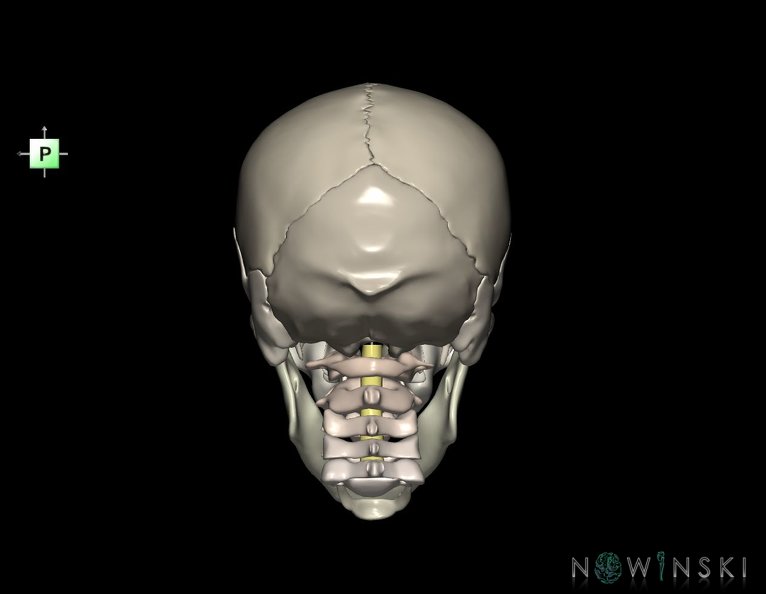 G3.T10-22.1-23.V3.C2.L0.Cervical_spinal_cord–Skull–Cervical_spine.tiff