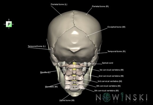 G3.T10-22.1-23.V3.C2.L1.Cervical spinal cord–Skull–Cervical spine