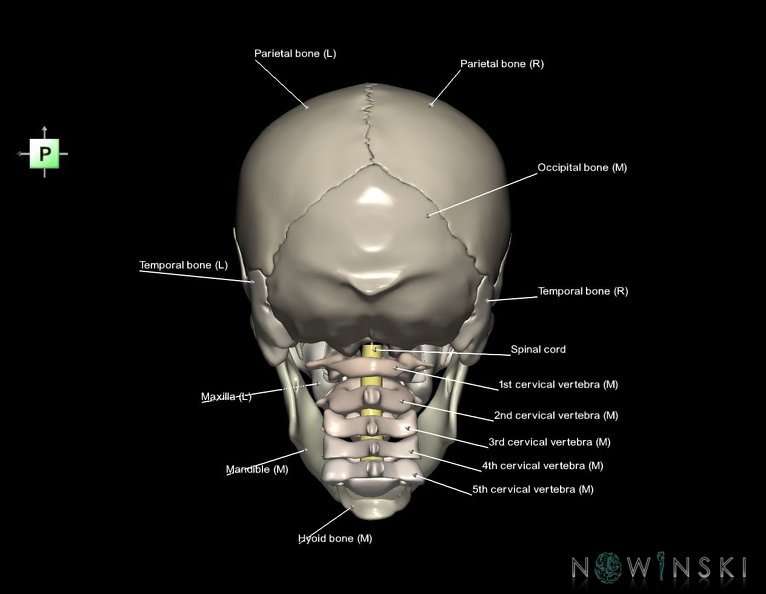 G3.T10-22.1-23.V3.C2.L1.Cervical_spinal_cord–Skull–Cervical_spine.tiff