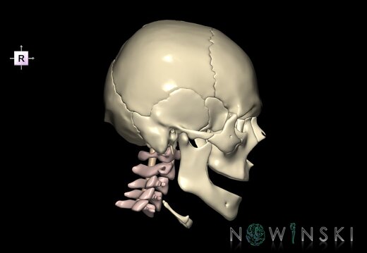 G3.T10-22.1-23.V4.C1.L0.Cervical spinal cord–Skull–Cervical spine