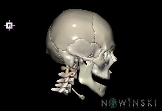 G3.T10-22.1-23.V4.C2.L0.Cervical spinal cord–Skull–Cervical spine