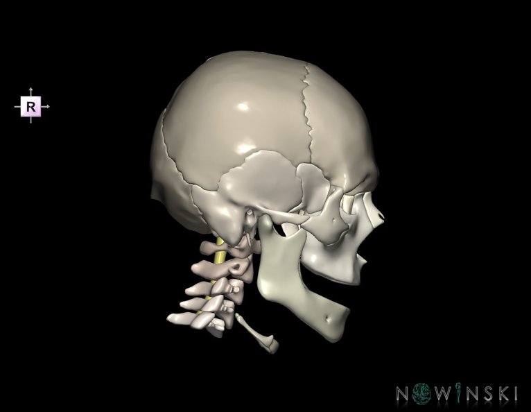 G3.T10-22.1-23.V4.C2.L0.Cervical_spinal_cord–Skull–Cervical_spine.tiff