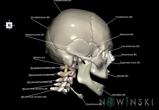 G3.T10-22.1-23.V4.C2.L1.Cervical spinal cord–Skull–Cervical spine