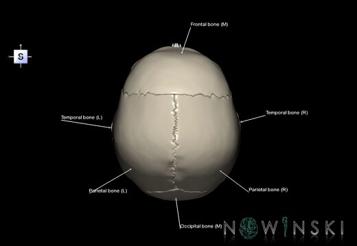 G3.T10-22.1-23.V5.C2.L1.Cervical spinal cord–Skull–Cervical spine