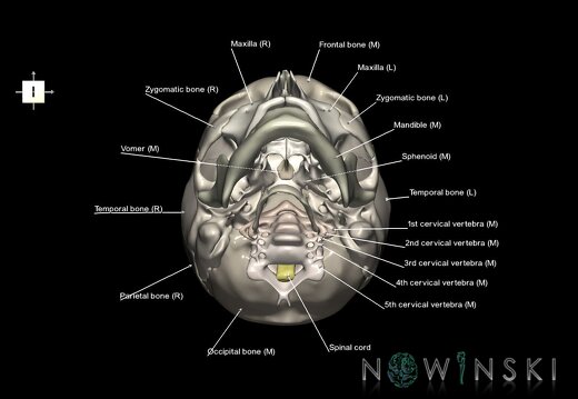 G3.T10-22.1-23.V6.C2.L1.Cervical spinal cord–Skull–Cervical spine