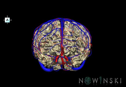 G3.T13.1-15.2-16.1.V1.C1.L0.White matter–Intracranial arteries–Intracranial venous system