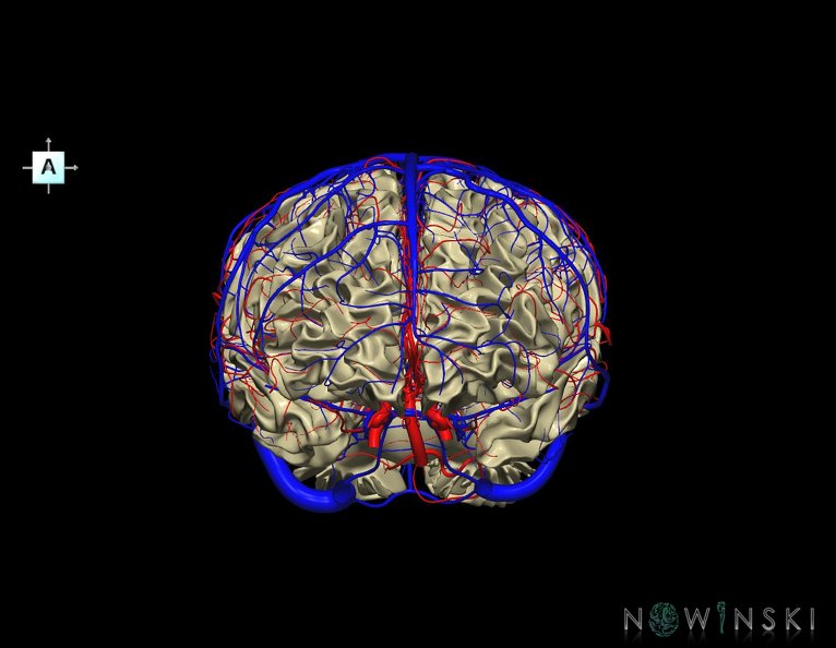 G3.T13.1-15.2-16.1.V1.C1.L0.White_matter–Intracranial_arteries–Intracranial_venous_system.tiff