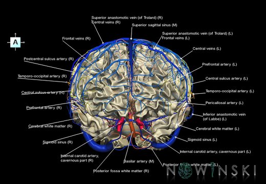 G3.T13.1-15.2-16.1.V1.C2.L1.White matter–Intracranial arteries–Intracranial venous system