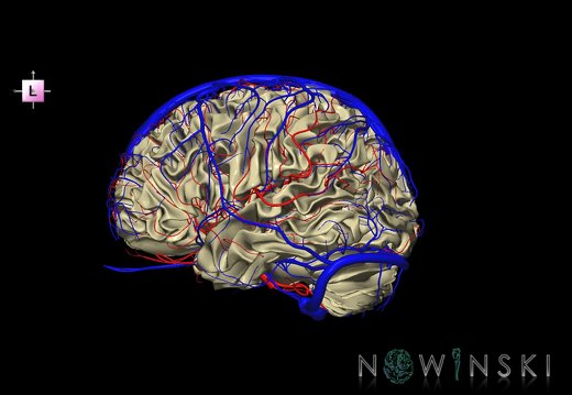 G3T13.1-15.2-16.1.WhiteMatter-IntracranialArteries-IntracranialVenousSystem