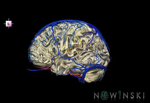 G3.T13.1-15.2-16.1.V2.C2.L0.White matter–Intracranial arteries–Intracranial venous system