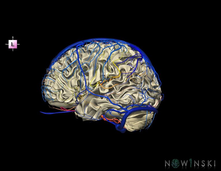 G3.T13.1-15.2-16.1.V2.C2.L0.White_matter–Intracranial_arteries–Intracranial_venous_system.tiff