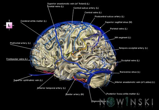 G3.T13.1-15.2-16.1.V2.C2.L1.White matter–Intracranial arteries–Intracranial venous system