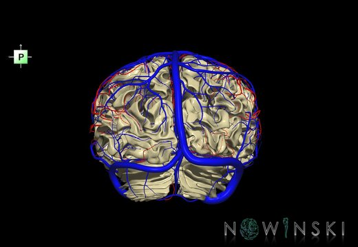 G3.T13.1-15.2-16.1.V3.C1.L0.White matter–Intracranial arteries–Intracranial venous system