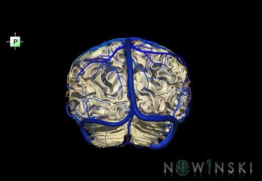 G3.T13.1-15.2-16.1.V3.C2.L0.White matter–Intracranial arteries–Intracranial venous system