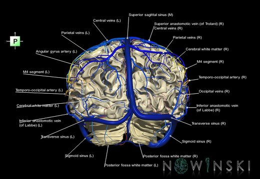 G3.T13.1-15.2-16.1.V3.C2.L1.White matter–Intracranial arteries–Intracranial venous system