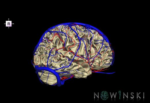 G3.T13.1-15.2-16.1.V4.C1.L0.White matter–Intracranial arteries–Intracranial venous system