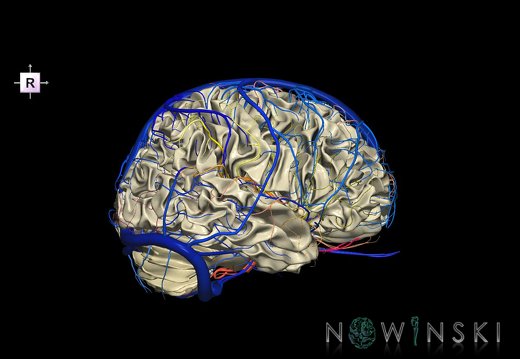 G3.T13.1-15.2-16.1.V4.C2.L0.White matter–Intracranial arteries–Intracranial venous system