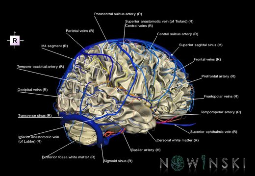 G3.T13.1-15.2-16.1.V4.C2.L1.White matter–Intracranial arteries–Intracranial venous system