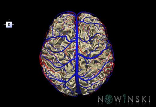 G3.T13.1-15.2-16.1.V5.C1.L0.White matter–Intracranial arteries–Intracranial venous system