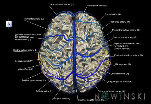 G3.T13.1-15.2-16.1.V5.C2.L1.White matter–Intracranial arteries–Intracranial venous system