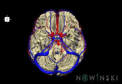 G3.T13.1-15.2-16.1.V6.C1.L0.White matter–Intracranial arteries–Intracranial venous system